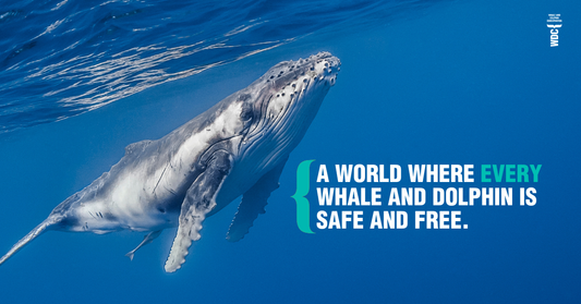 📸 Photo by Whale and Dolphin Conservation